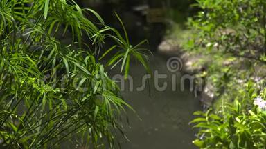 夏季园林背景池水上绿植.. 装饰花园中夏季植物和池塘的绿叶